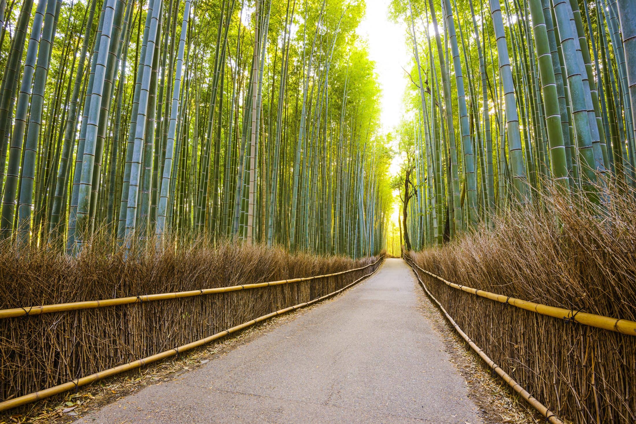 Kyoto, Japan bamboo forest.